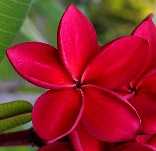 Plumeria Frangipani Redfire - semena - foto 1