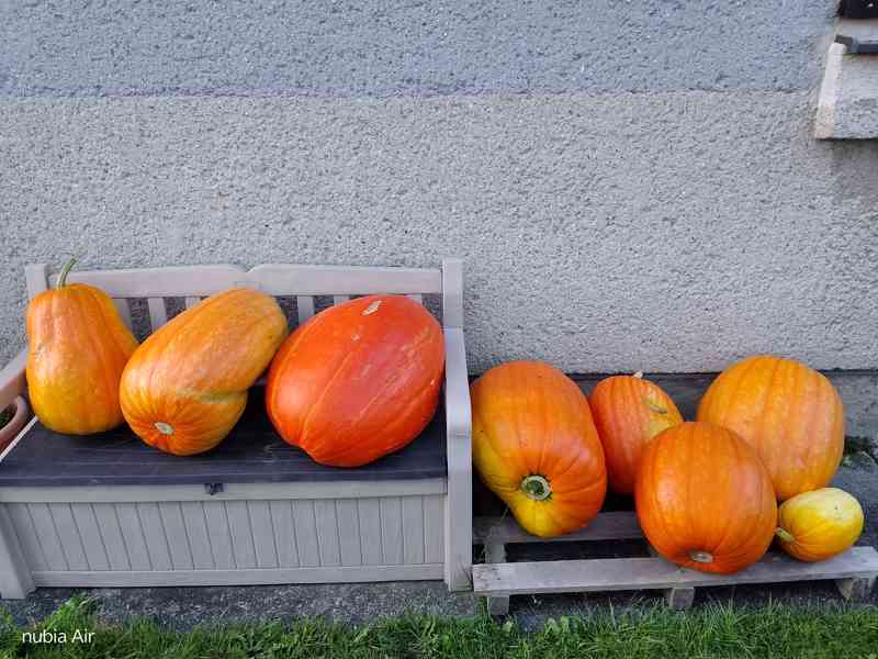 Dýně - foto 3