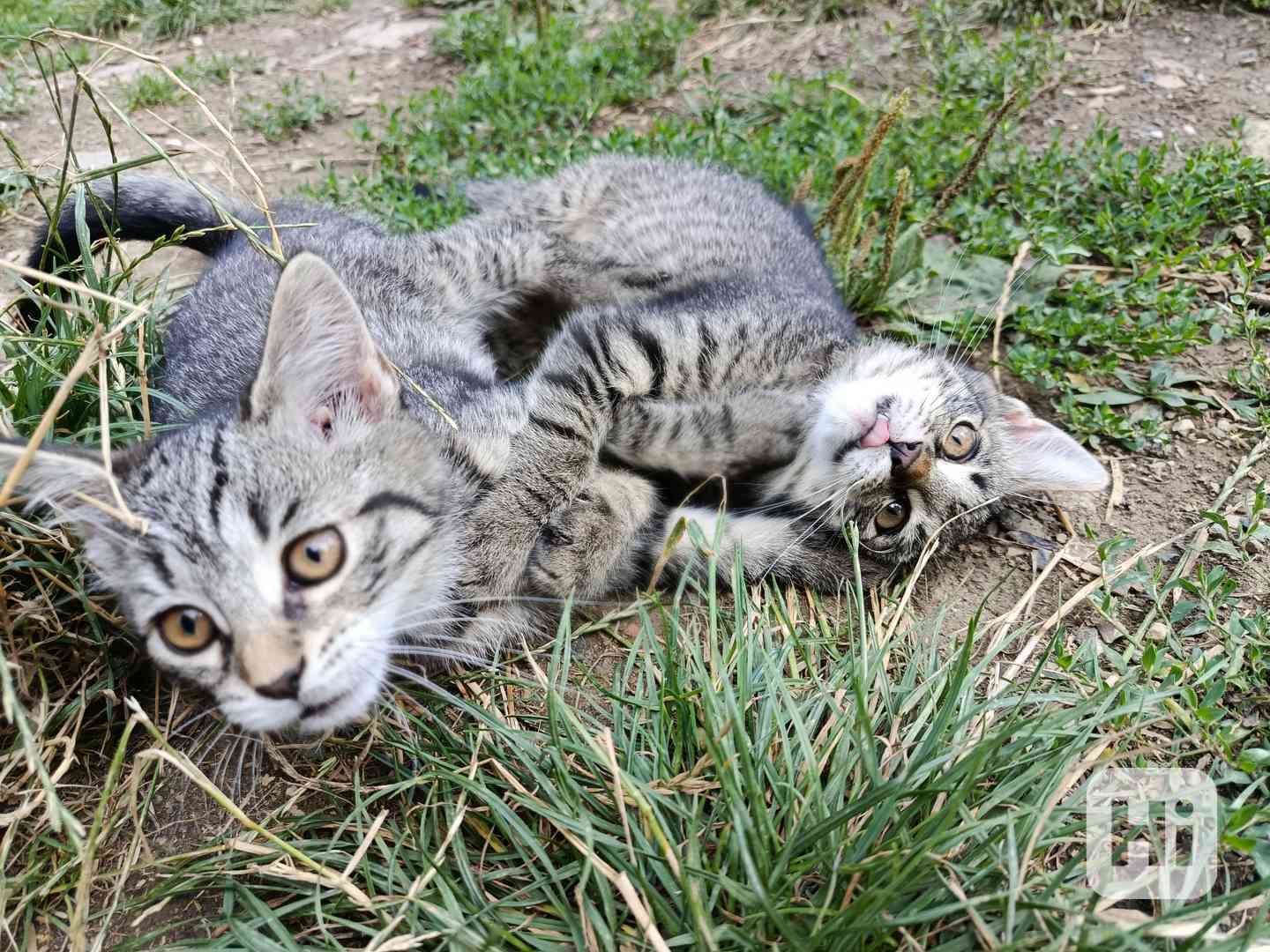 Daruji koťátka  - foto 1