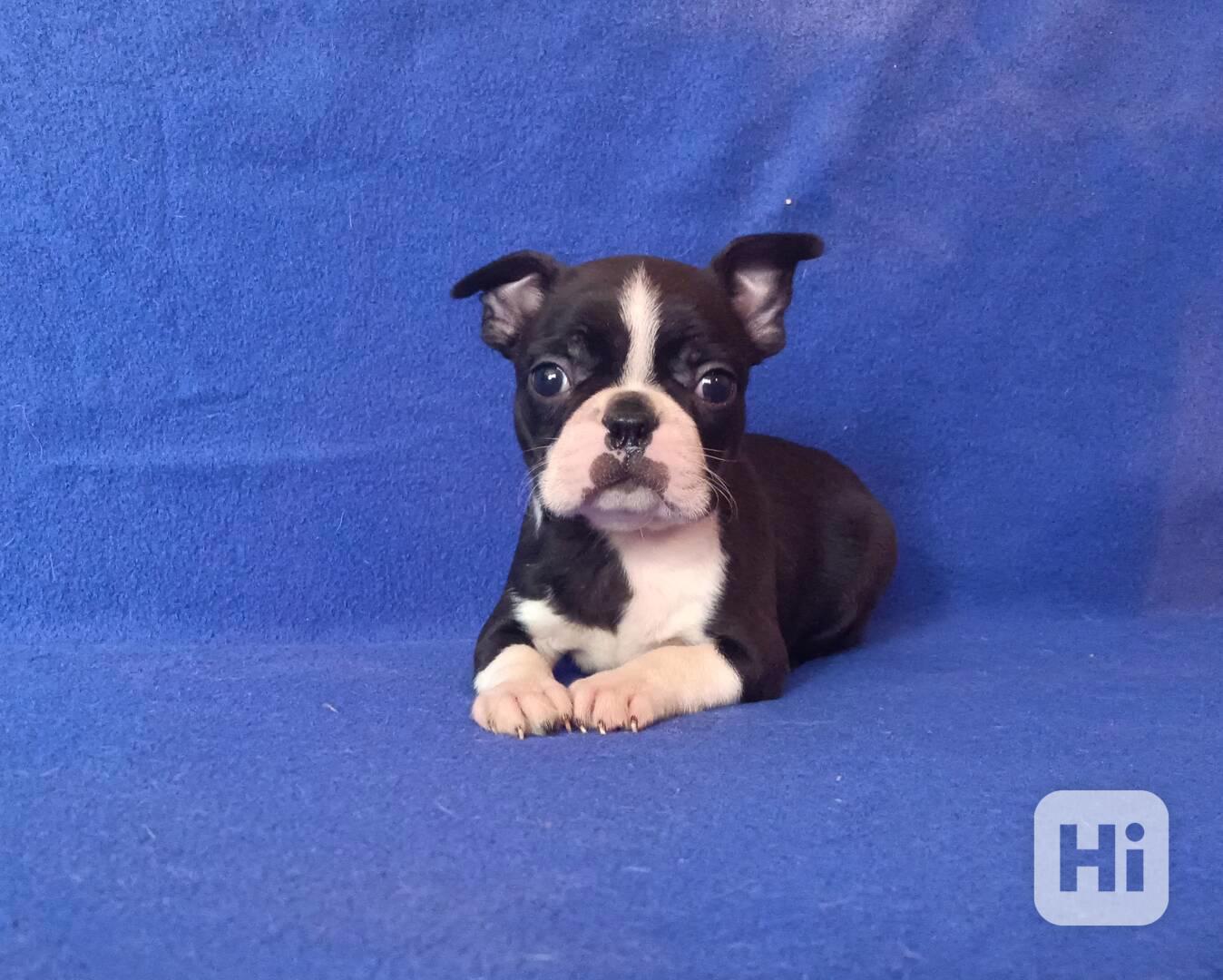 Bostonský terier - prodám štěňata bez pp - foto 1