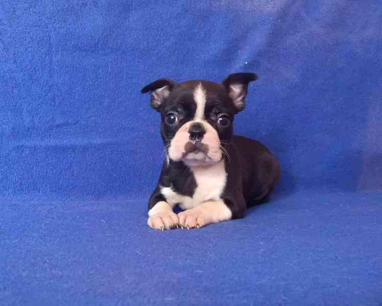 Bostonský terier - prodám štěňata bez pp - foto 1