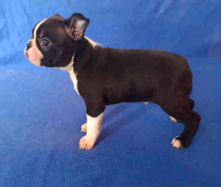 Bostonský terier - prodám štěňata bez pp - foto 3