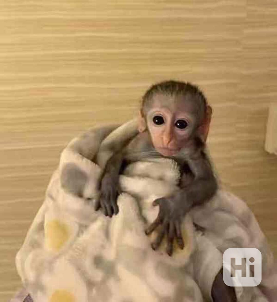 Zdravá mláďata kapucínských opic k adopci - foto 1