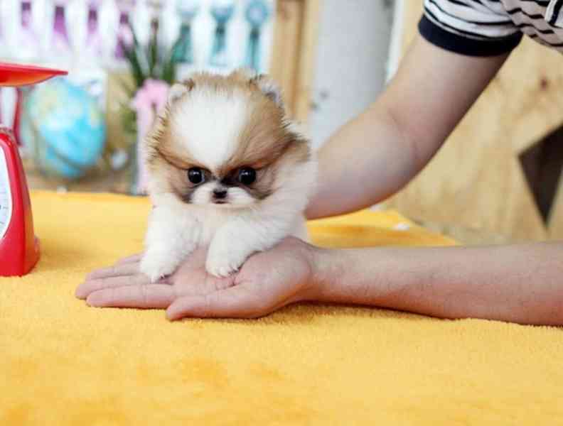 Sněhurka, mikro štěňátka z malého šálku s bambulkami pro vás - foto 3