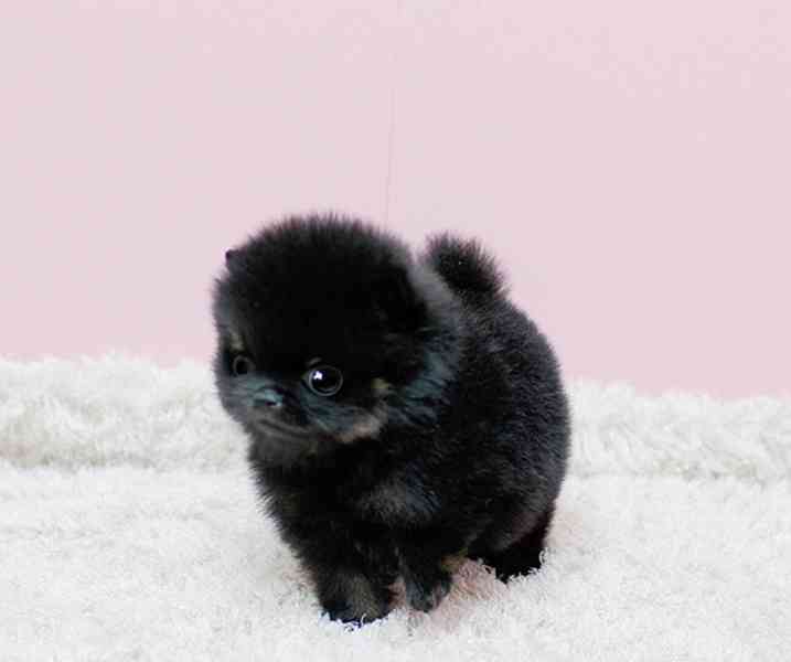 Sněhurka, mikro štěňátka z malého šálku s bambulkami pro vás - foto 4