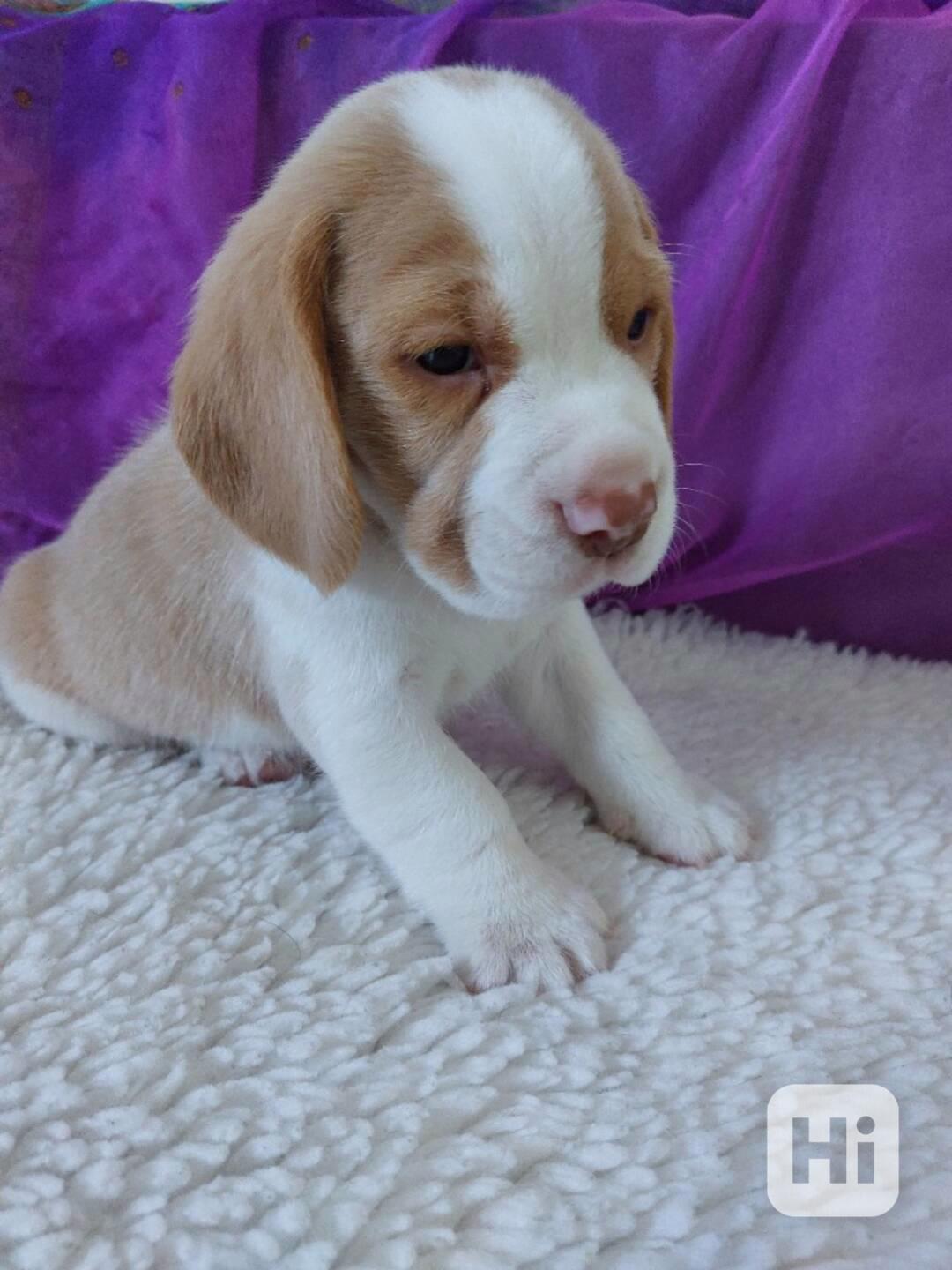 Bígl beagle štěňátko - foto 1