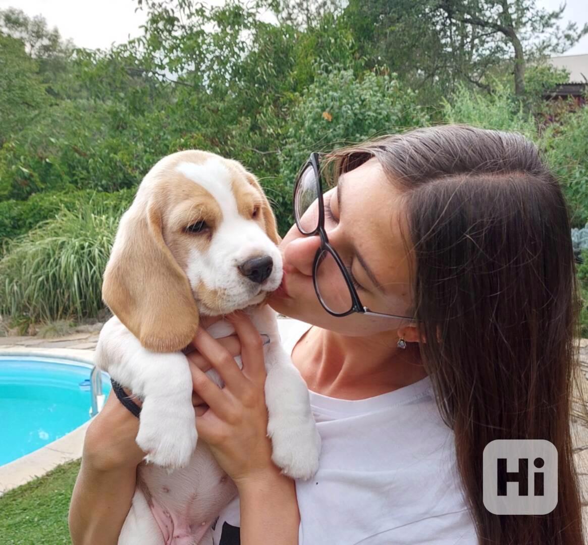 Bígl beagle štěňátko - foto 1