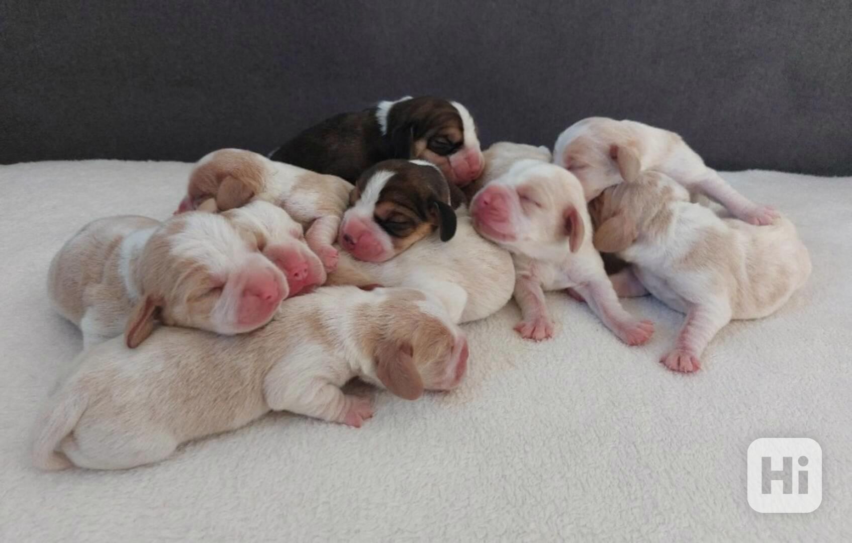 Bígl beagle štěňátko - foto 1