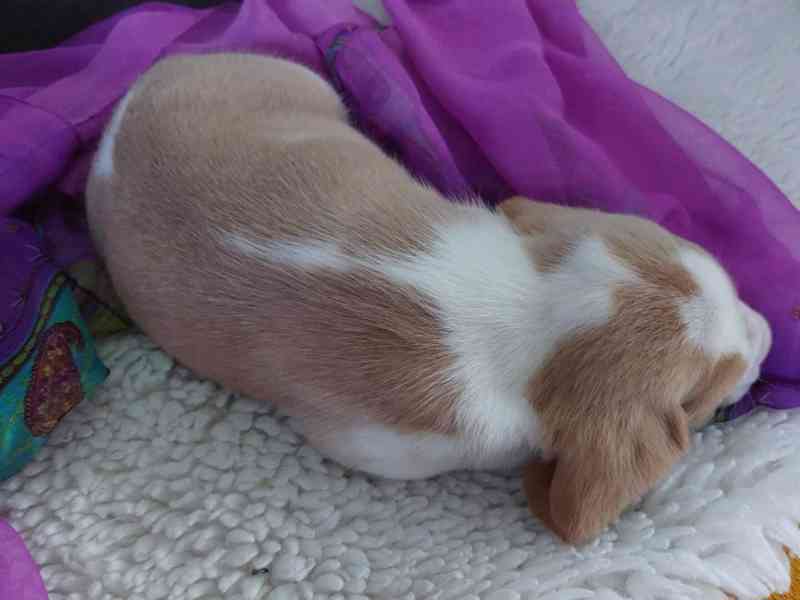 Bígl beagle štěňátko - foto 2