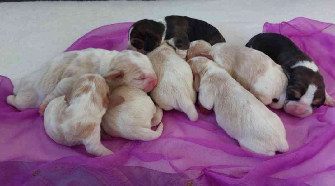 Bígl beagle štěňátko - foto 2