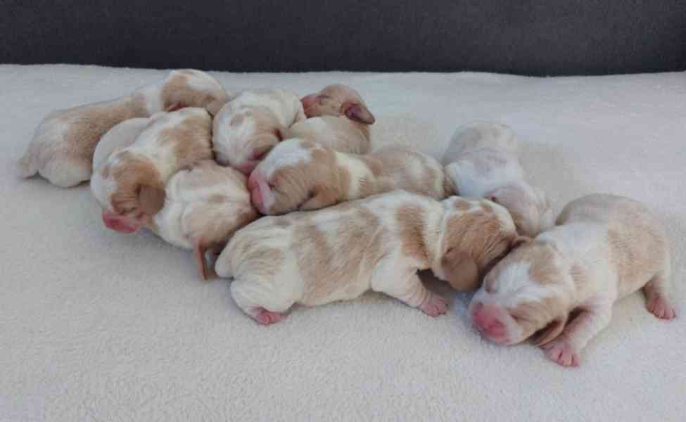 Bígl beagle štěňátko - foto 5