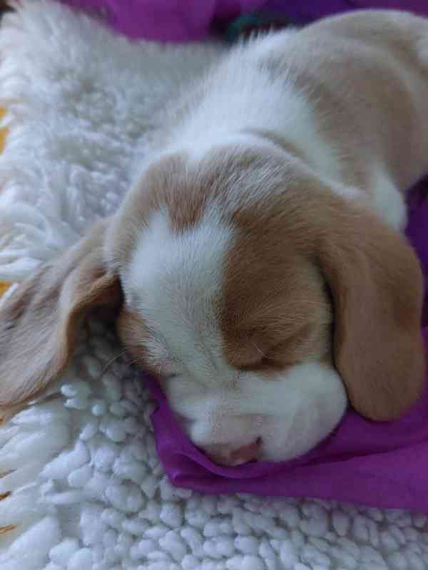Bígl beagle štěňátko - foto 3