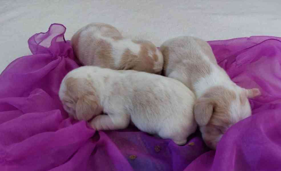 Bígl beagle štěňátko - foto 4