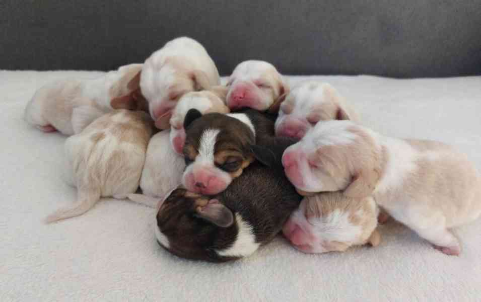 Bígl beagle štěňátko - foto 5