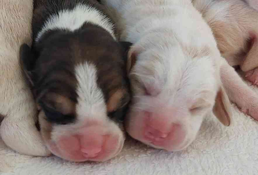 Bígl beagle štěňátko - foto 3