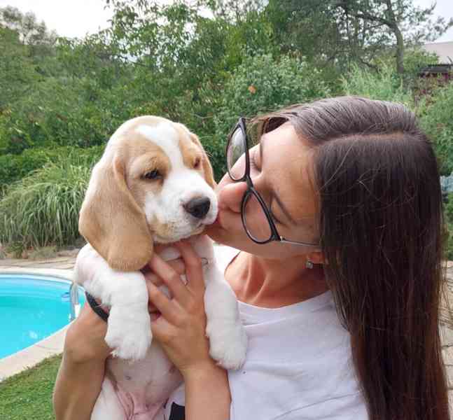 Bígl beagle štěňátko - foto 1