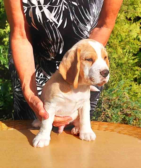 Bígl beagle štěňátko - foto 2