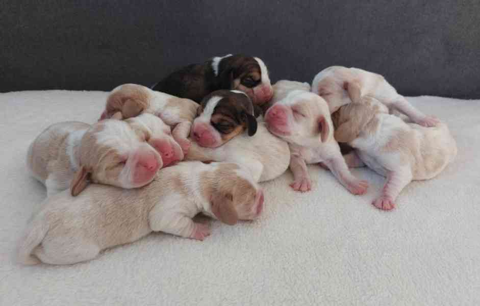 Bígl beagle štěňátko - foto 1