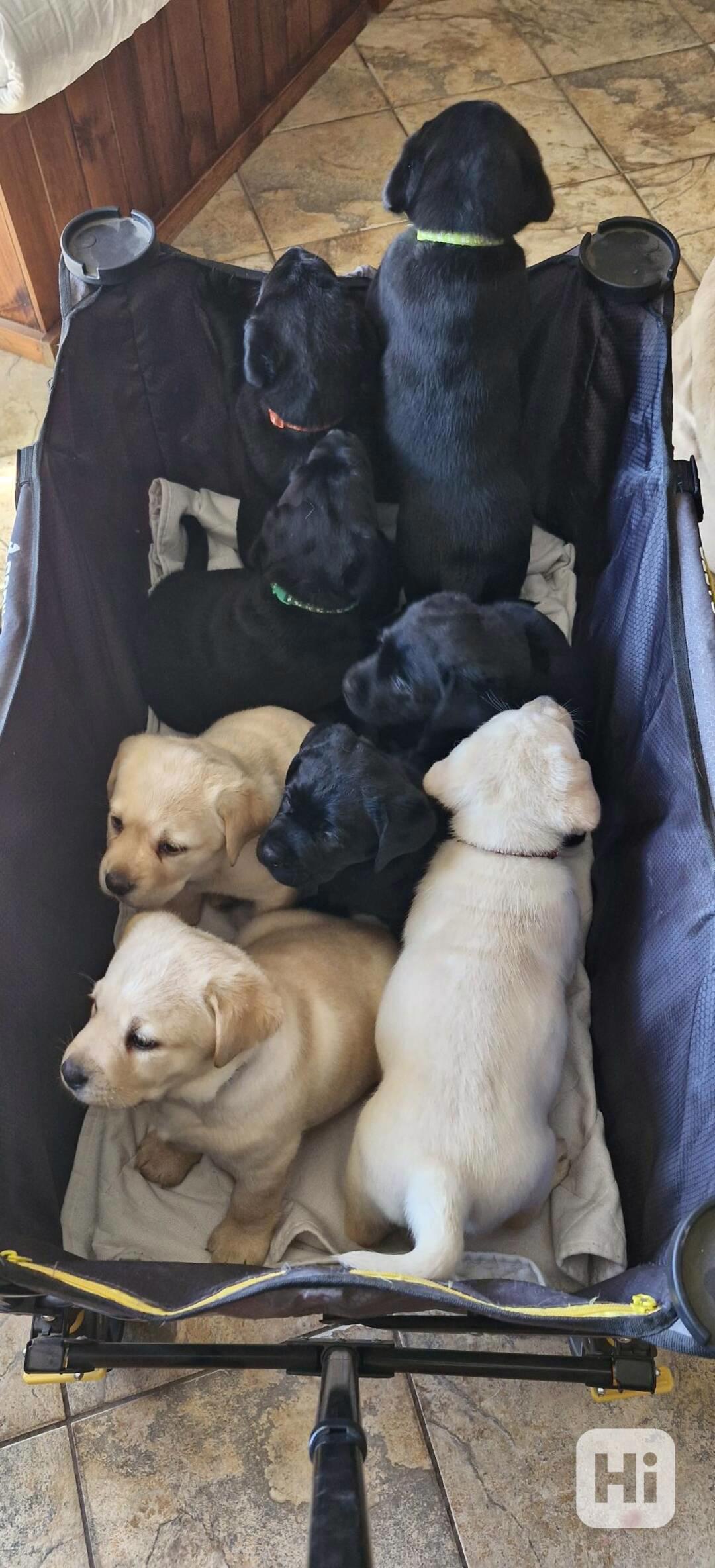 Prodám čistokrevného labradora - foto 1