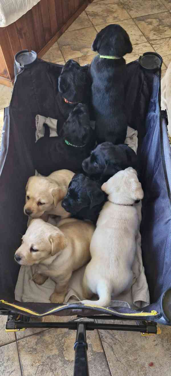 Prodám čistokrevného labradora - foto 1