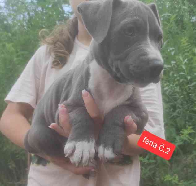 Americký stafordšírský teriér (Amstaff)  - foto 7