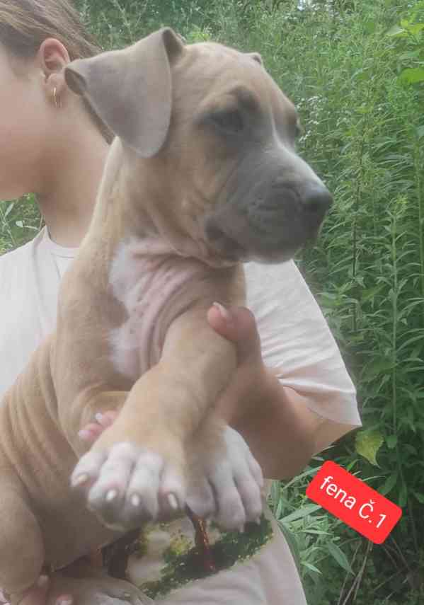 Americký stafordšírský teriér (Amstaff)  - foto 10