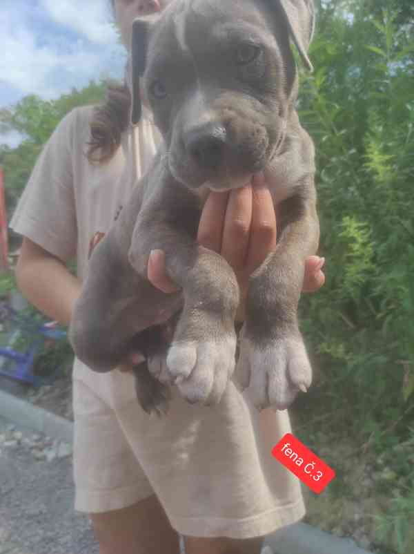 Americký stafordšírský teriér (Amstaff)  - foto 5
