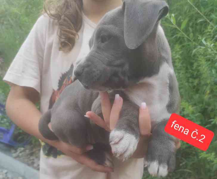 Americký stafordšírský teriér (Amstaff)  - foto 9