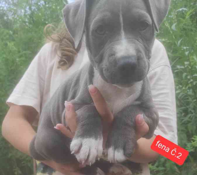 Americký stafordšírský teriér (Amstaff)  - foto 8