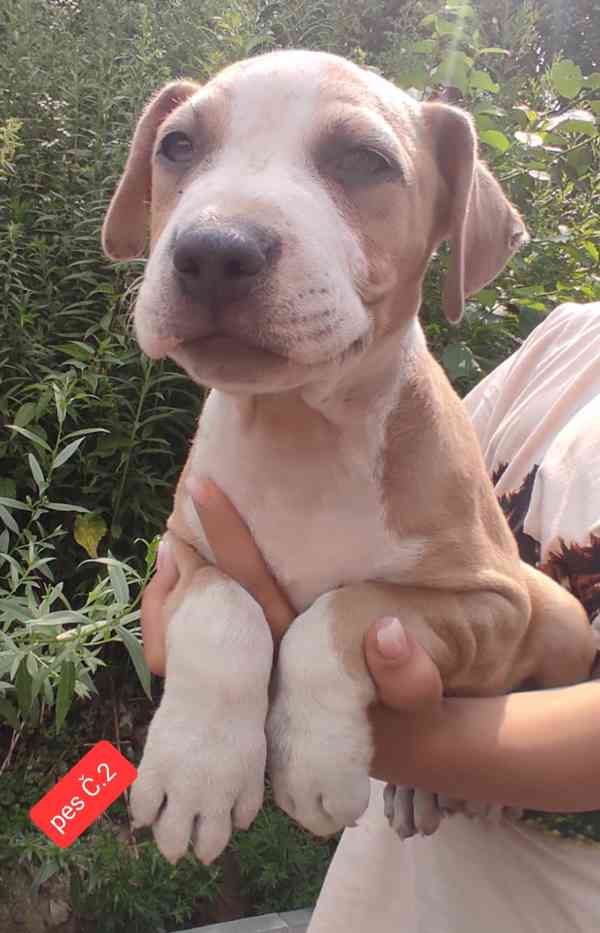 Americký stafordšírský teriér (Amstaff)  - foto 4