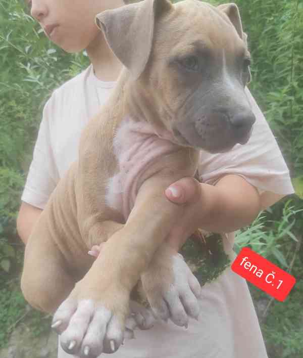 Americký stafordšírský teriér (Amstaff)  - foto 11