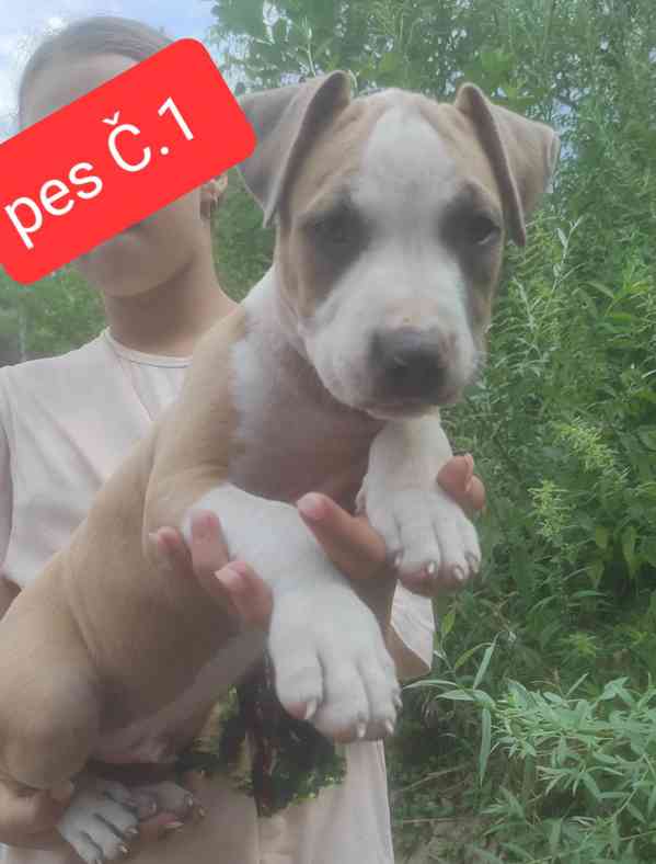 Americký stafordšírský teriér (Amstaff)  - foto 2