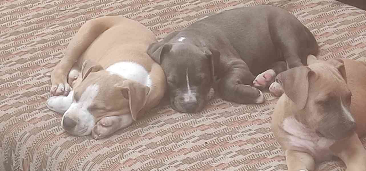 Americký stafordšírský teriér (Amstaff)  - foto 13