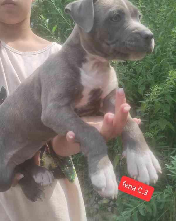 Americký stafordšírský teriér (Amstaff)  - foto 6
