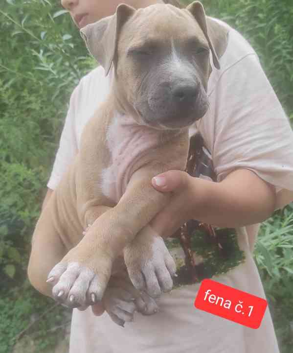 Americký stafordšírský teriér (Amstaff)  - foto 12