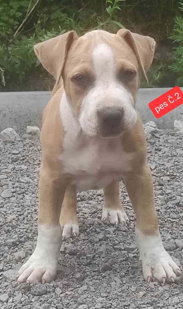 Americký stafordšírský teriér (Amstaff)  - foto 3
