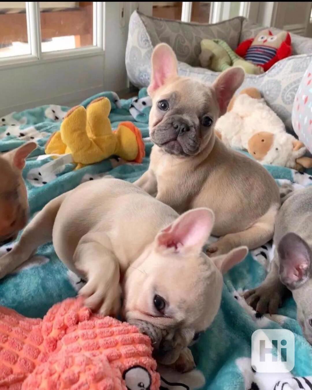 Vynikající francouzský buldoček na prodej - foto 1