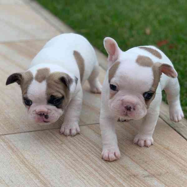 Vynikající francouzský buldoček na prodej - foto 2