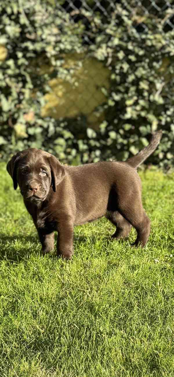 štěně labradora s PP čokoládový pejsek - foto 7