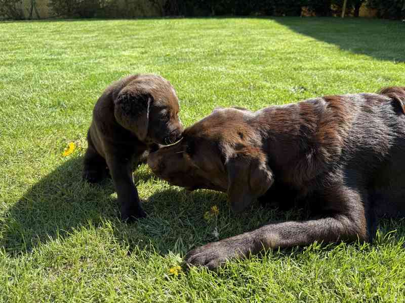 štěně labradora s PP čokoládový pejsek - foto 9