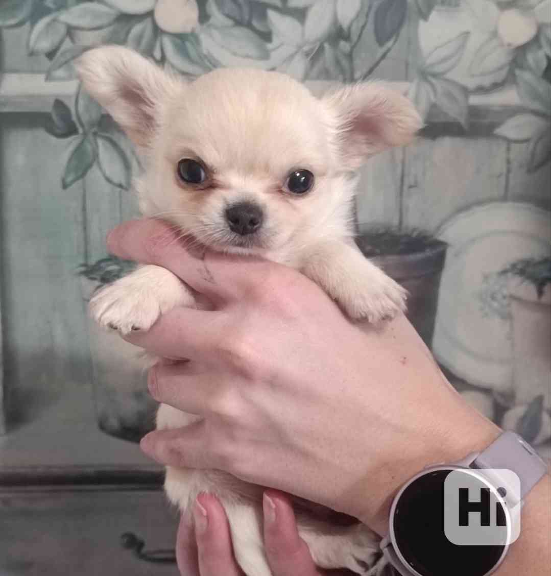 Čivava dlouhosrstá s PP  - foto 1