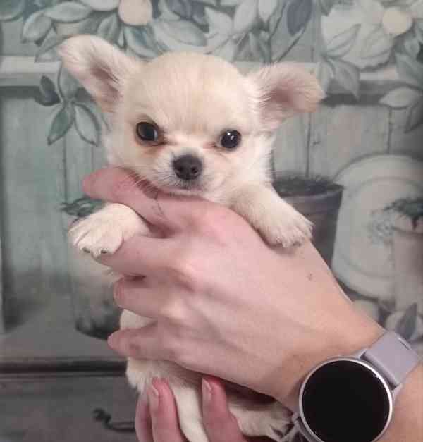 Čivava dlouhosrstá s PP 