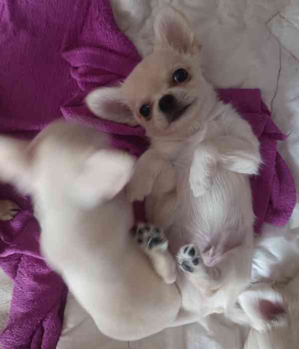 Čivava dlouhosrstá s PP  - foto 3