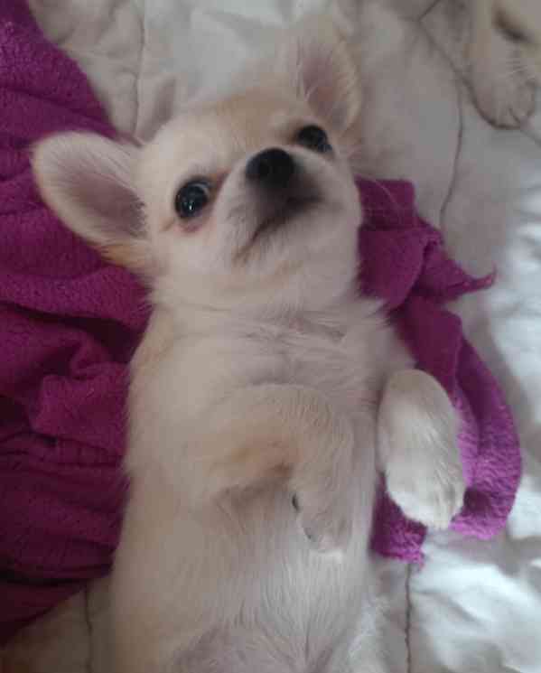 Čivava dlouhosrstá s PP  - foto 2