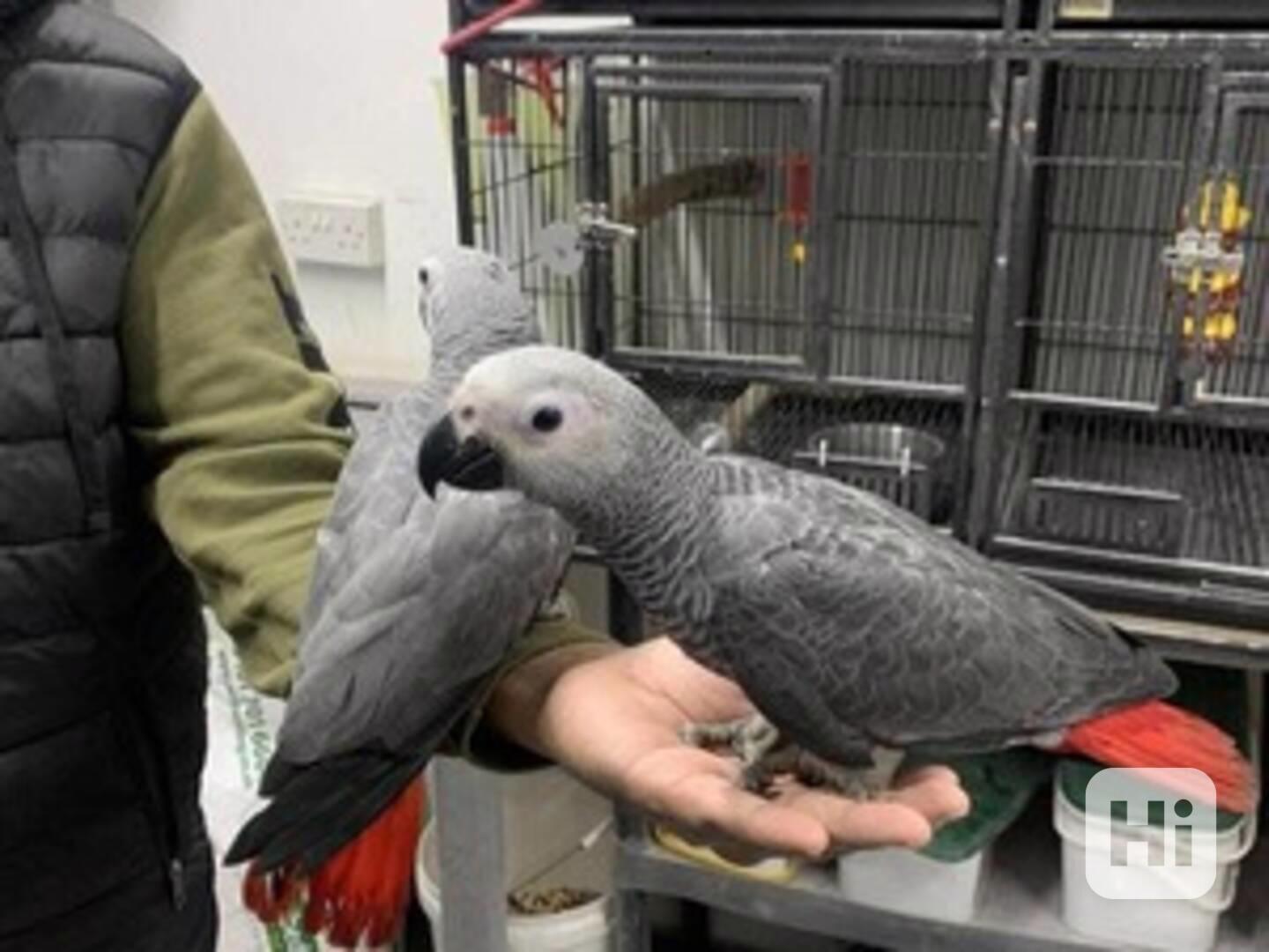 Papoušci šedí k dispozici - foto 1