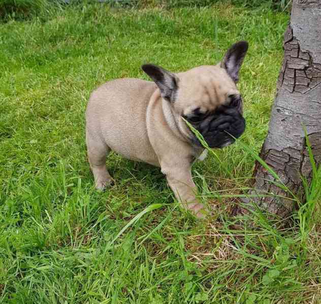 Roztomilá štěňata francouzského buldočka jsou nyní k dispozi