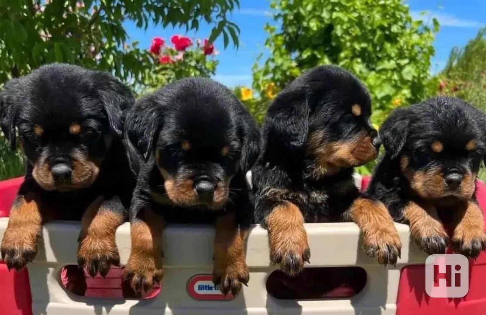Rozkošná štěňata rotvajlera k adopci. - foto 1