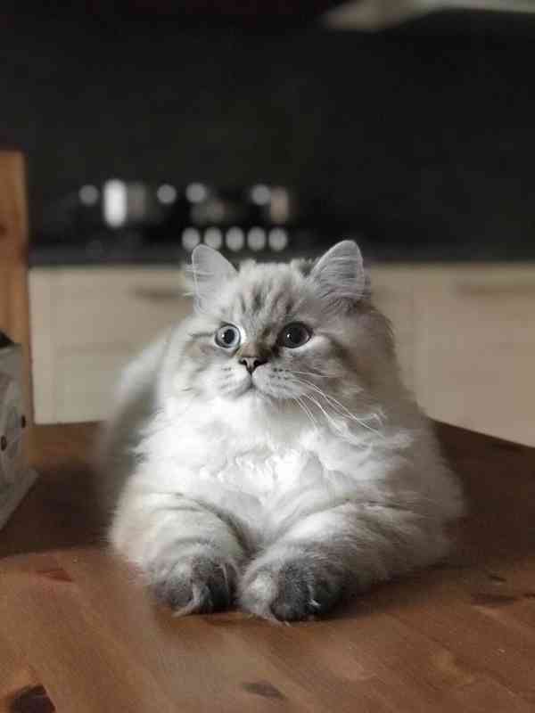 Britská koťátka s PP-  volný kocourek - foto 2