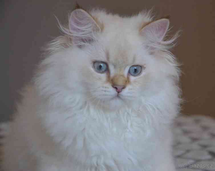Britská koťátka s PP-  volný kocourek - foto 3