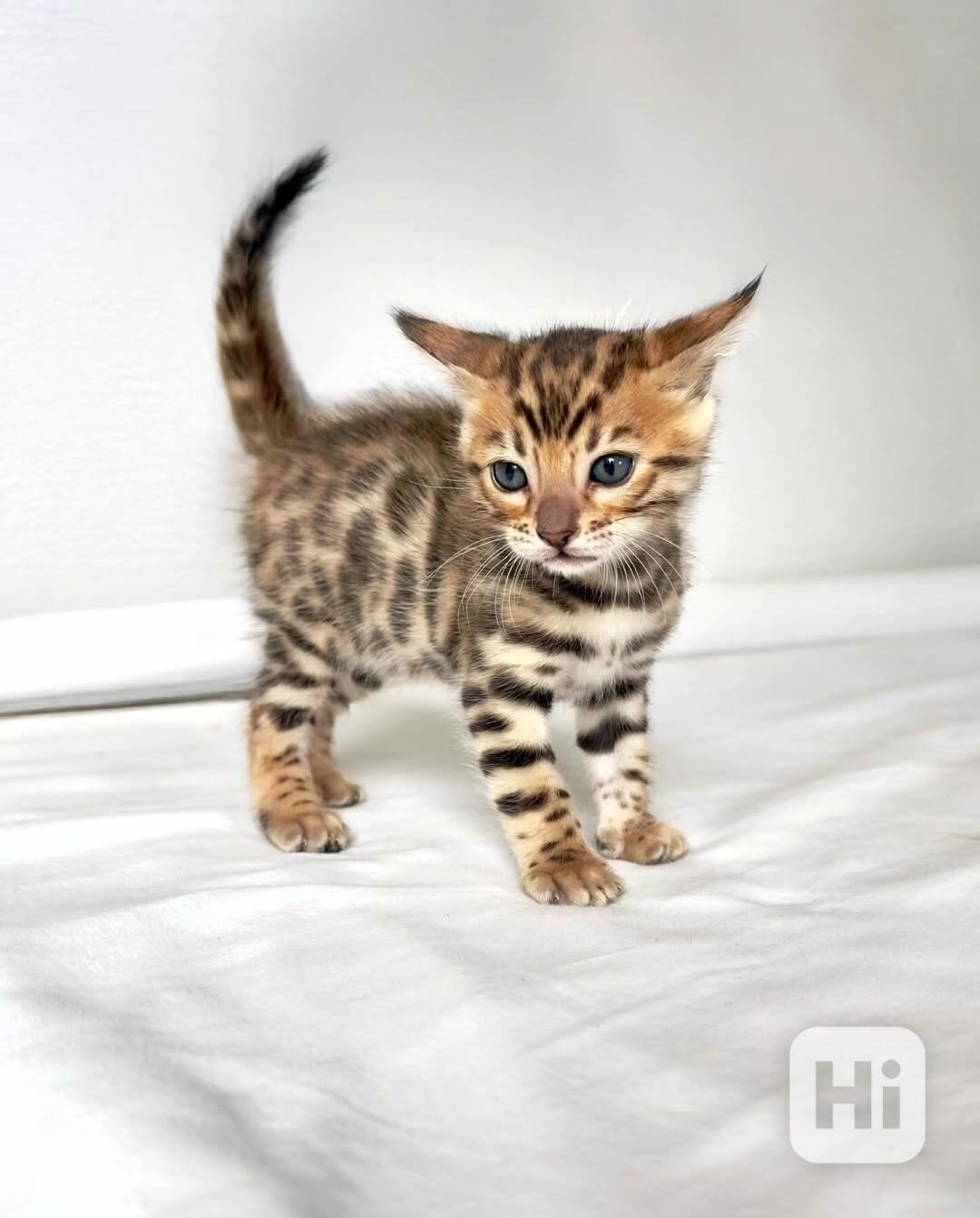 Rozkošné bengálské kotě připravené na nový domov – Česká rep - foto 1